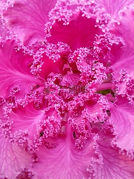 粉紅色,花,植物
