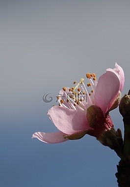 桃花,向空,希望