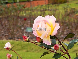 罗莎,花卉,花的颜色粉色