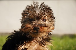 約克夏犬,狗,小狗