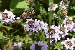 蜜蜂,飛,飛蜂