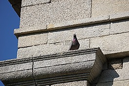 鳥,鴿子,動(dòng)物