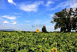 泰國,向日葵,景觀