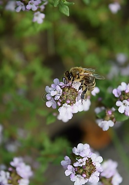 蜜蜂,關閉,昆蟲
