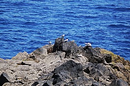 馬德拉,鳥(niǎo)類,海鷗