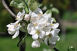 蘋果花,蘋果,花園