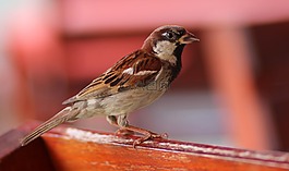 麻雀,鳥類,休息