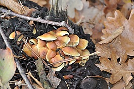 蘑菇,秋,葉子