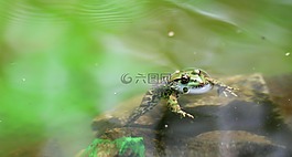 青蛙,綠色,湖