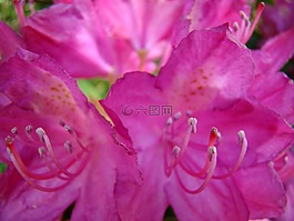 花,花卉,粉紅色的花
