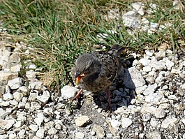 鳥,麻雀,小鳥