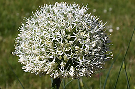 白,花,關(guān)閉