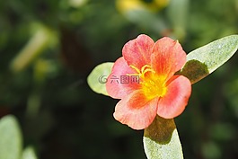 马齿苋,花,红