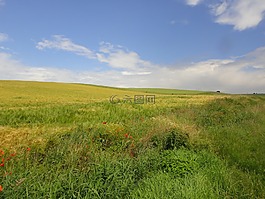 步行,字段,景觀