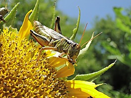 蝗虫,昆虫,吃