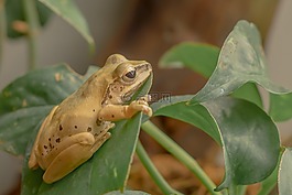 青蛙,兩棲動物,葉子