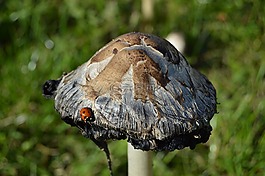 蘑菇,瓢蟲,秋