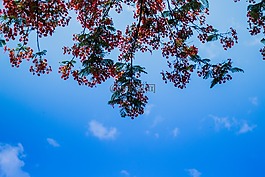 樹,紅色,鮮花