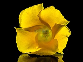 開花,花,黃色