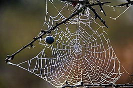 web,滴,水分