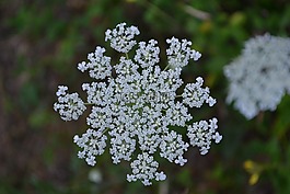 森林花卉,开花,花