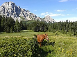 馬,山,林
