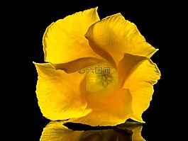 開花,花,黃色