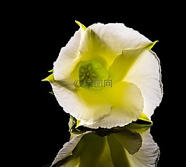 開(kāi)花,花,白