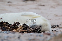 羅貝,灰色的密封,格蘭