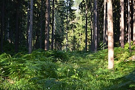森林,蕨类,ferns