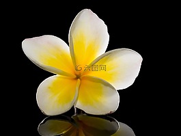 開花,花,白