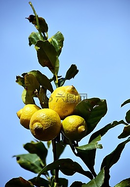 檸檬,檸檬樹(shù),柑橘類水果