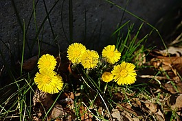 款冬,花,開(kāi)花