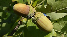 樹(shù),橡木,秋