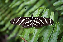 蝴蝶,性質(zhì),bug