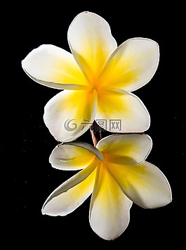 開(kāi)花,花,白