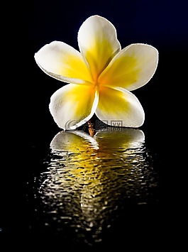 開花,花,白