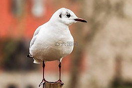 海鷗,鳥,ave