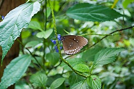 蝴蝶,性質(zhì),bug