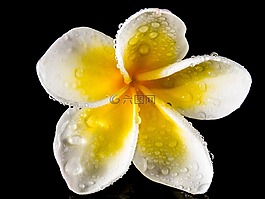 開花,花,白
