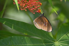 蝴蝶,性質(zhì),bug