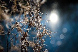 窄葉柳草,epilobium 狹葉蘭,蓬勃發展