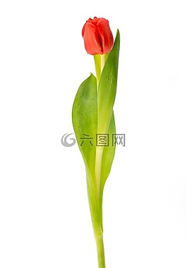 郁金香,紅色,植物