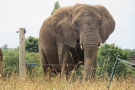 象,野生動(dòng)物園,野生動(dòng)物