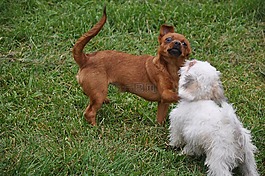 狗,去了解,動(dòng)物