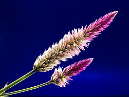 開花,花,野花
