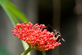 蝴蝶,性質(zhì),bug