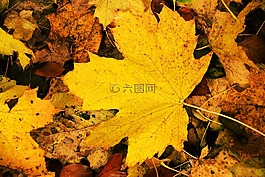 葉子,性質(zhì),秋季