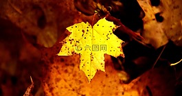 葉子,性質(zhì),秋季