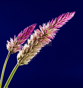 開花,花,野花